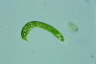 Euglena deses