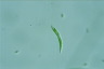 Euglena mutabilis