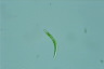 Euglena mutabilis