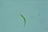 Euglena mutabilis