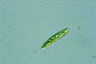 Euglena