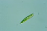 Euglena