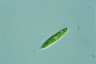 Euglena