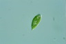 Euglena