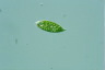 Euglena