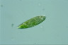 Euglena