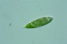 Euglena