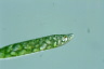 Euglena