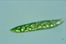 Euglena