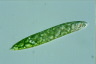 Euglena