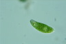 Euglena