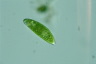 Euglena