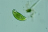 Euglena