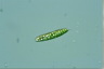 Euglena