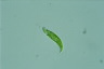 Euglena caudata