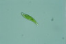 Euglena caudata