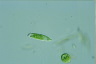 Euglena viridis