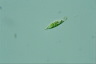 Euglena viridis