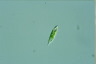 Euglena viridis