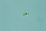 Euglena