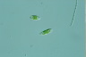 Euglena