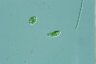 Euglena