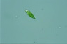 Euglena