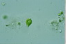 Euglena