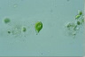 Euglena