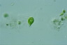 Euglena