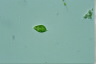 Euglena