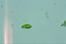 Euglena