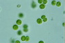 Euglena