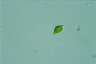 Euglena