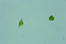 Euglena