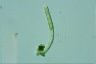 Ophiocytium parvulum