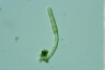 Ophiocytium parvulum