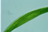 Euglena gigas