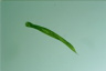 Euglena gigas