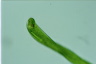 Euglena gigas