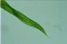 Euglena gigas