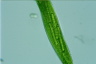 Euglena gigas