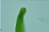 Euglena gigas