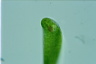 Euglena gigas