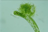 Euglena gigas