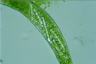 Euglena gigas