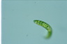 Euglena spirogyra