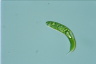 Euglena spirogyra