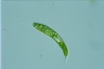 Euglena spirogyra