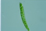 Euglena deses